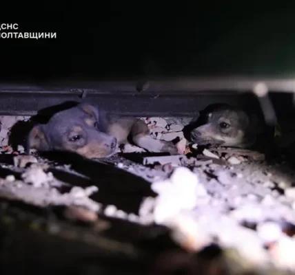 Атака на Полтавщину: рятувальники дістали з-під завалів песиків (фото, відео)