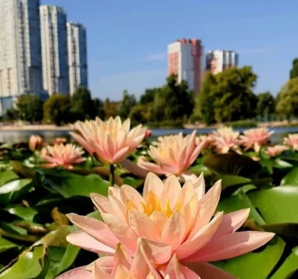 На озері Тельбін розцвіли водяні лілії, висаджені місцевими жителями (фото)