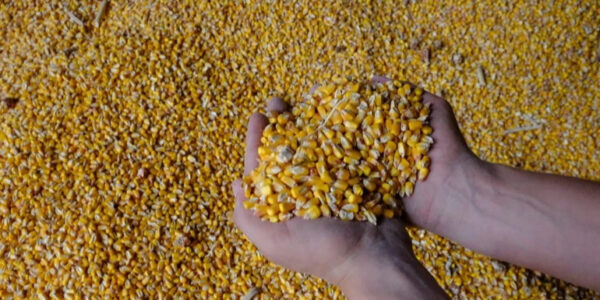 Туреччина значно збільшила імпорт української кукурудзи