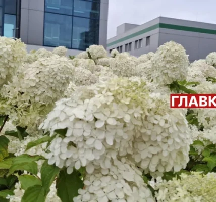 Київ потопає в гортензіях: де шукати найяскравіші місця для фотосесій