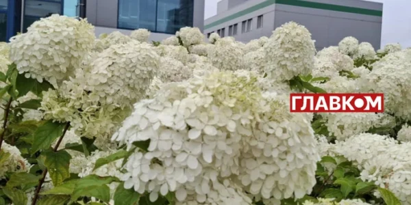 Київ потопає в гортензіях: де шукати найяскравіші місця для фотосесій