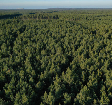 Суд прогнав мисливський клуб з лісової ділянки під Києвом, де протиправно з