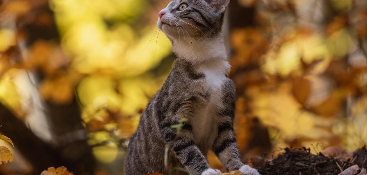 Синоптики спрогнозували, якою буде погода в жовтні
