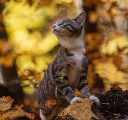 Синоптики спрогнозували, якою буде погода в жовтні