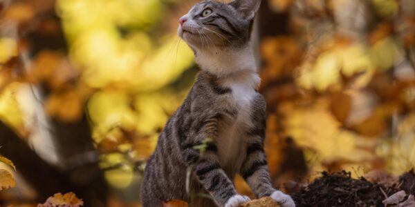 Синоптики спрогнозували, якою буде погода в жовтні