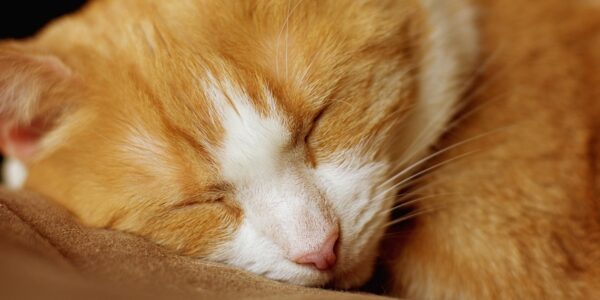 Гороскоп для всіх знаків зодіаку на 1 жовтня 2025 року