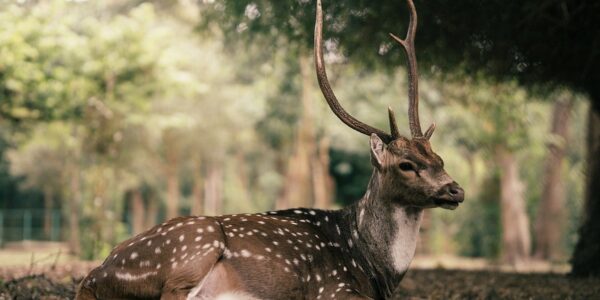 Гороскоп для всіх знаків зодіаку на 2 жовтня 2025 року