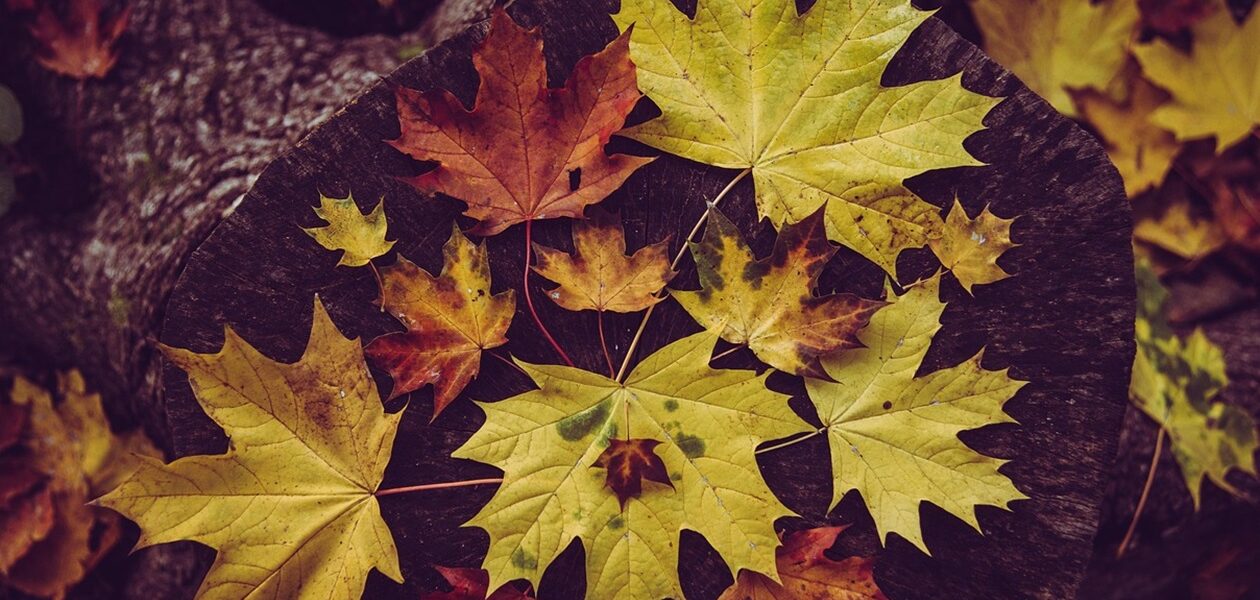 Гороскоп для всіх знаків зодіаку на 11-12 жовтня 2025 року