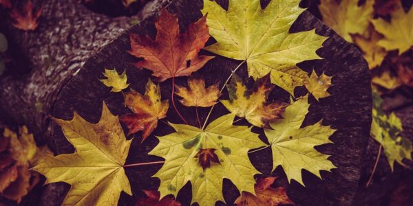 Гороскоп для всіх знаків зодіаку на 11-12 жовтня 2025 року