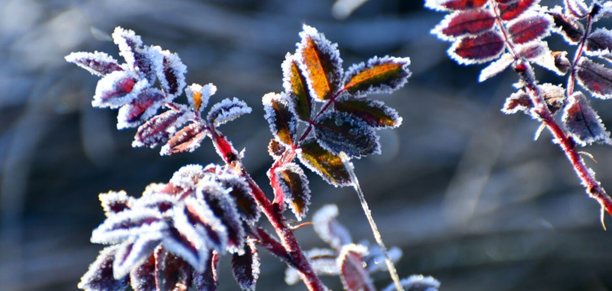Дощі та нічні заморозки: погода на початок тижня