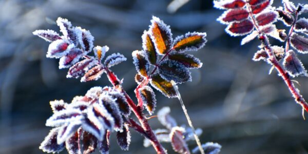 Дощі та нічні заморозки: погода на початок тижня
