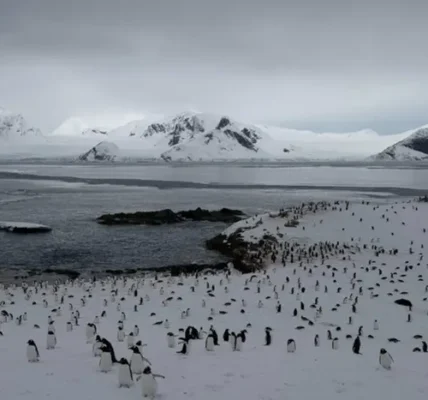 На станцію «Академік Вернадський» повернулися майже 7 тис. пінгвінів (фото)