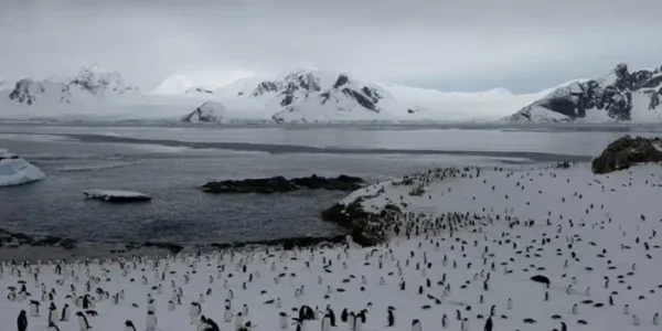 На станцію «Академік Вернадський» повернулися майже 7 тис. пінгвінів (фото)