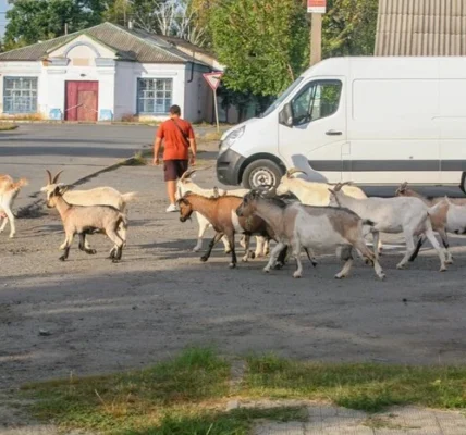 Місто на Житомирщині тероризує стадо кіз