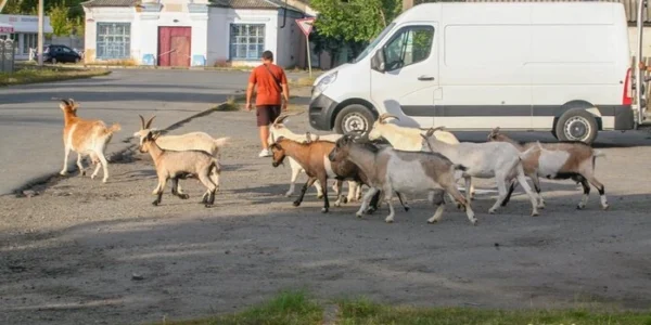Місто на Житомирщині тероризує стадо кіз