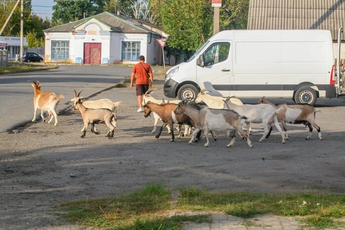 Місто на Житомирщині тероризує стадо кіз