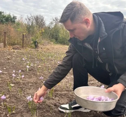 На Черкащині переселенець вирощує найдорожчу в світі спецію