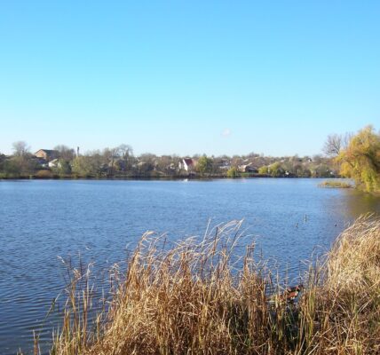 На Гайсинщині зафіксували масовий мор риби