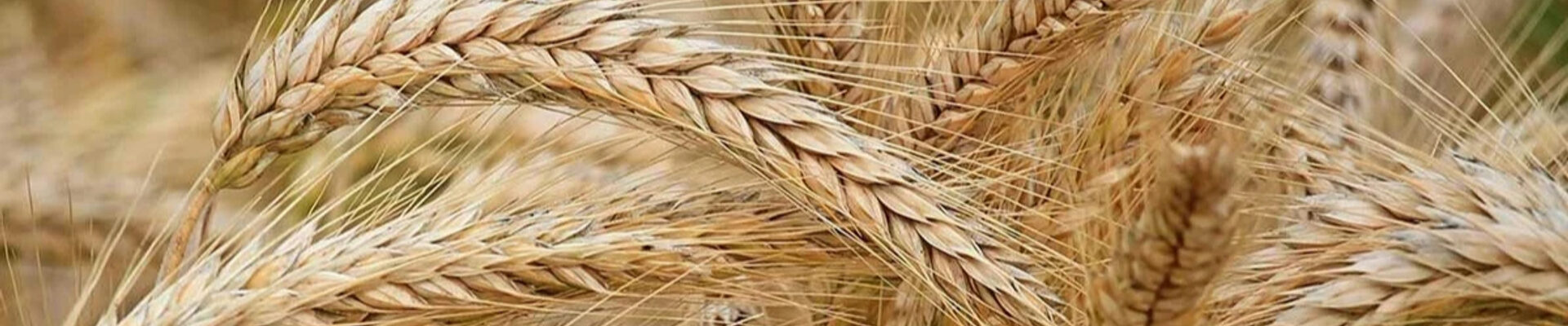 "Цікавіше, ніж "шлагбаум": нардеп розповів про схему на роботі "Земельного банку"