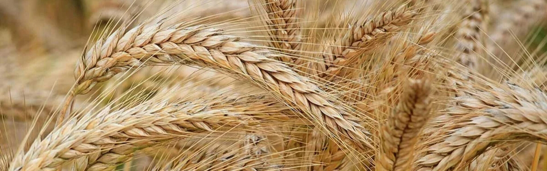 "Цікавіше, ніж "шлагбаум": нардеп розповів про схему на роботі "Земельного банку"