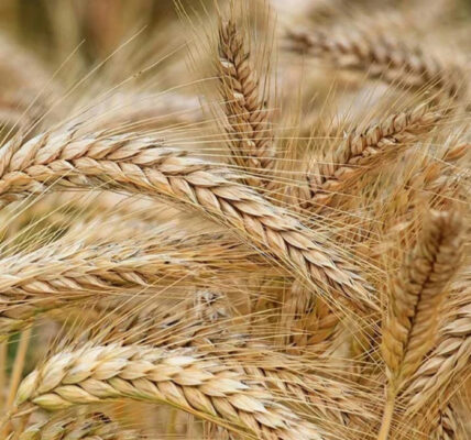 "Цікавіше, ніж "шлагбаум": нардеп розповів про схему на роботі "Земельного банку"