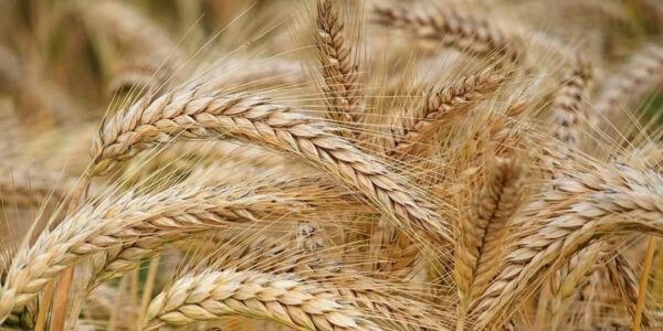 "Цікавіше, ніж "шлагбаум": нардеп розповів про схему на роботі "Земельного банку"