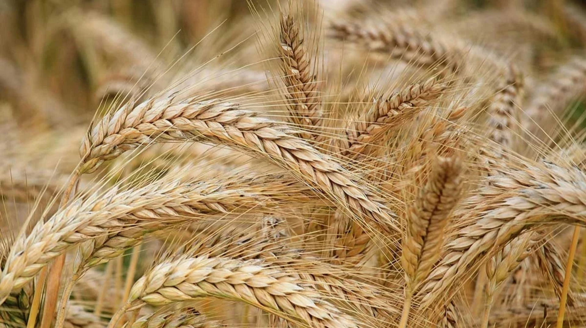 "Цікавіше, ніж "шлагбаум": нардеп розповів про схему на роботі "Земельного банку"