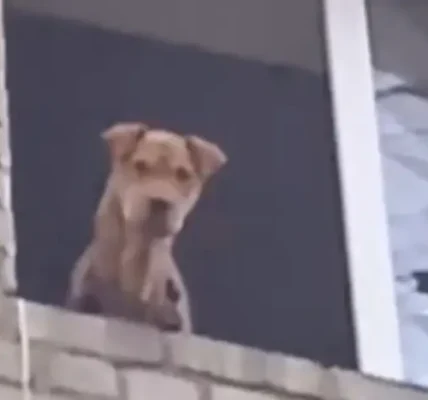 Донеччина: врятовано собаку, яка місяць перебувала на п’ятому поверсі зруйнованого дому