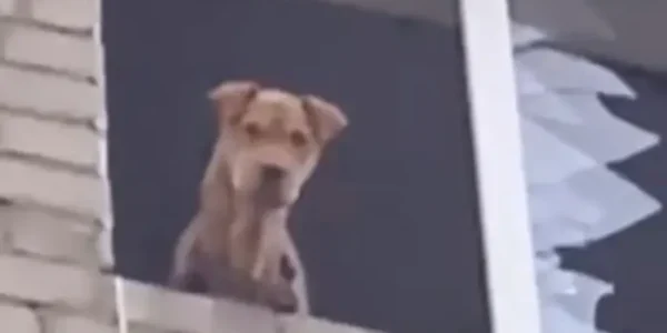 Донеччина: врятовано собаку, яка місяць перебувала на п’ятому поверсі зруйнованого дому