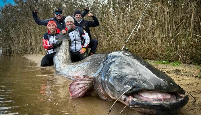 Польські рибалки зловили рекордного сома
