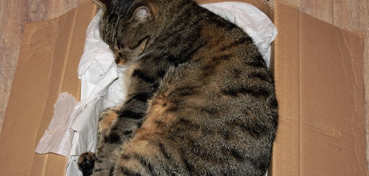 У Німеччині жінка відправила кішку поштою