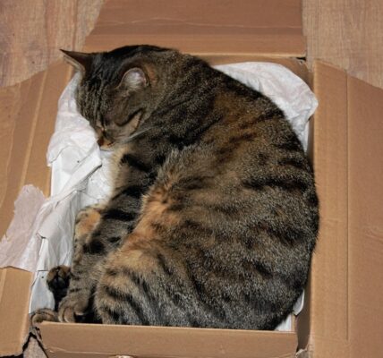 У Німеччині жінка відправила кішку поштою