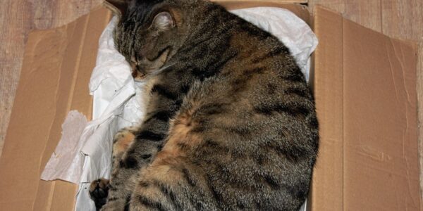 У Німеччині жінка відправила кішку поштою