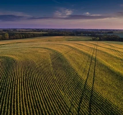 Скільки в Україні коштує гектар землі? Найдешевші та найдорожчі регіони