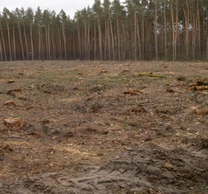 Збитки на 546 млн грн: ДБР викрило за рік сотні злочинів в лісовій галузі