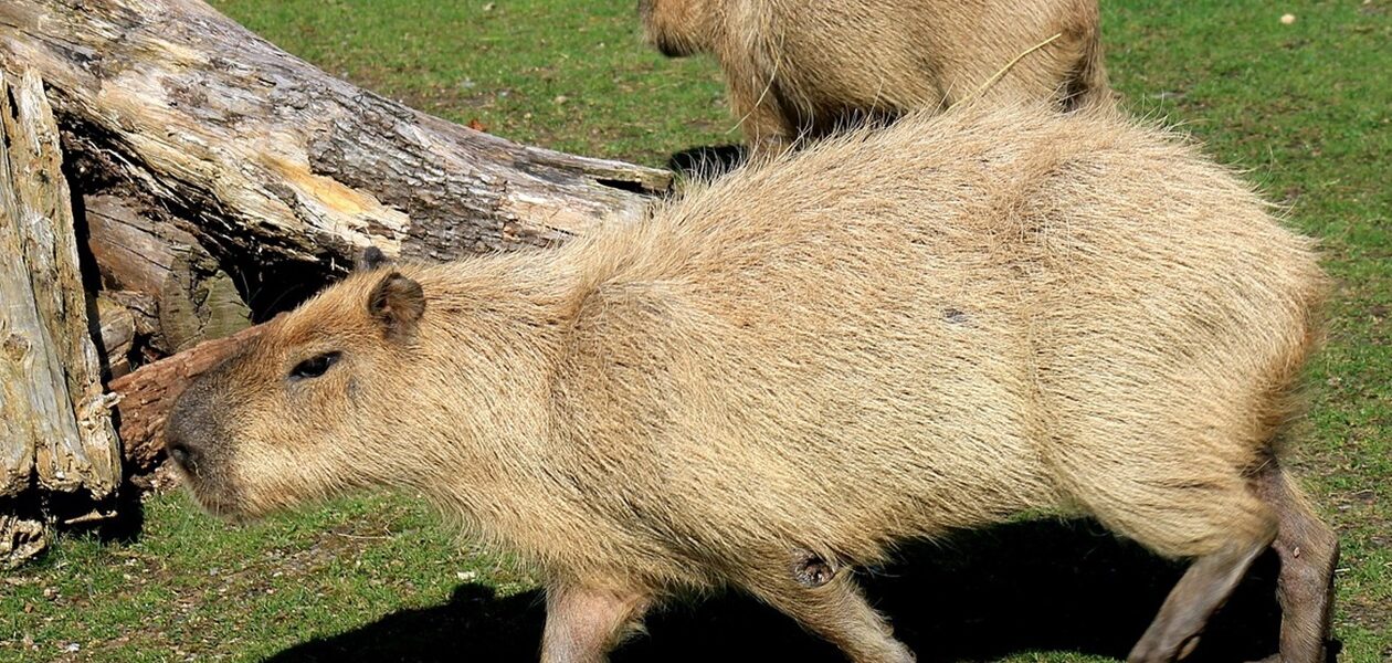 У Шотландії з ферми зникли дві капібари: власники підозрюють викрадення