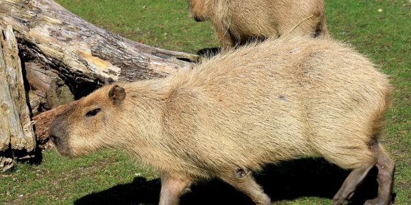 У Шотландії з ферми зникли дві капібари: власники підозрюють викрадення