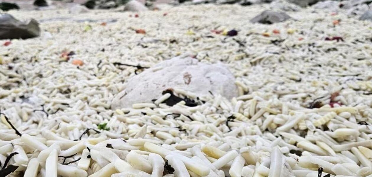 В Англії на узбережжя викинуло тонни картоплі фрі та цибулі