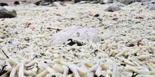 В Англії на узбережжя викинуло тонни картоплі фрі та цибулі