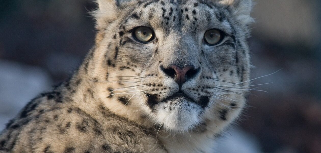 Туристка в Китаї постраждала від нападу барса, намагаючись зробити фото