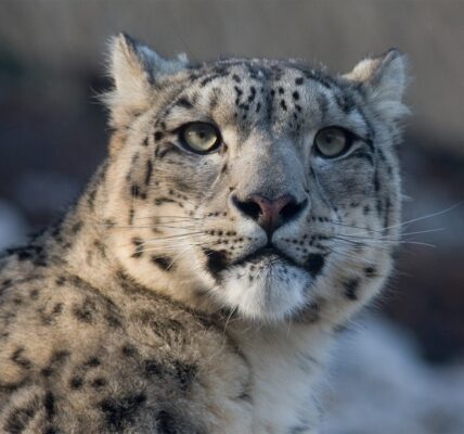 Туристка в Китаї постраждала від нападу барса, намагаючись зробити фото