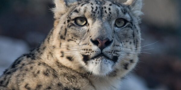 Туристка в Китаї постраждала від нападу барса, намагаючись зробити фото