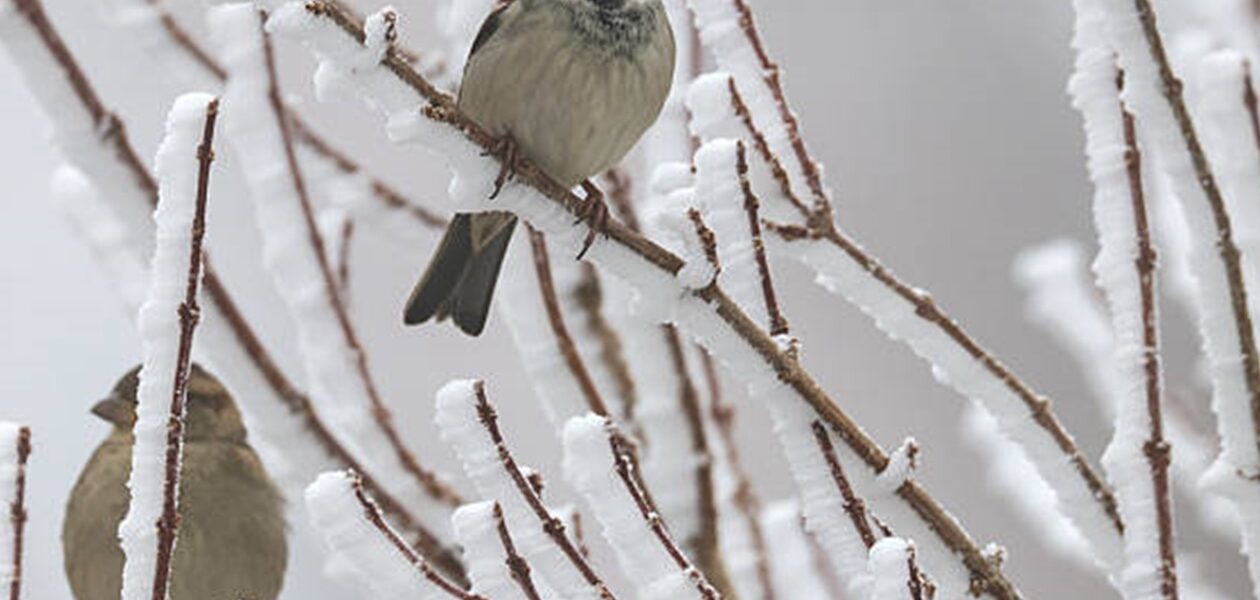 Екстремальні морози: чого чекати від погоди після вихідних