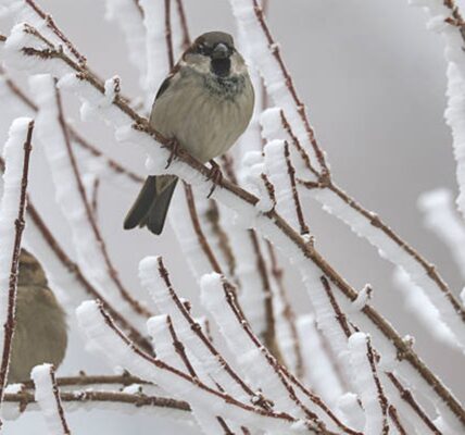 Екстремальні морози: чого чекати від погоди після вихідних