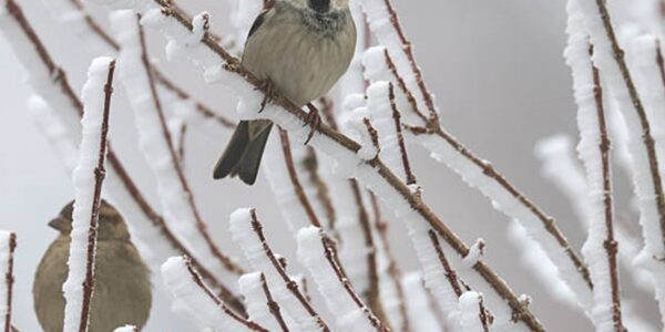 Екстремальні морози: чого чекати від погоди після вихідних