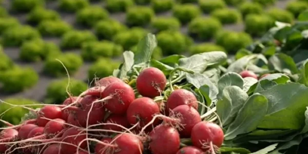 На Закарпатті стартував збір ранніх овочів: редис уже продають, капусту чекають у квітні