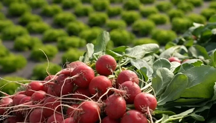 На Закарпатті стартував збір ранніх овочів: редис уже продають, капусту чекають у квітні