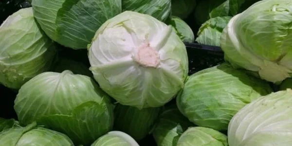 В Україні стрімко дешевшає капуста: яка ціна нині