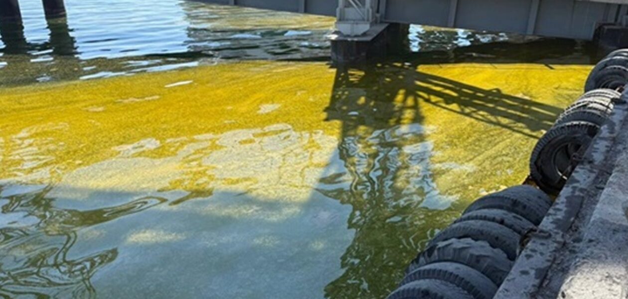 У Тузлівських лиманах площа забруднення олією зросла вдвічі