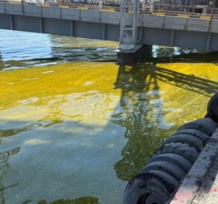 У Тузлівських лиманах площа забруднення олією зросла вдвічі